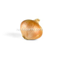 Hot Selling i Market Yellow Onion